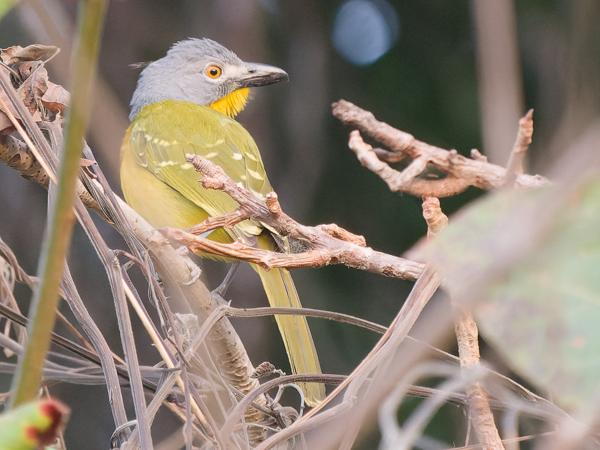 <h3><a href="/trips/gambia/biota/animalia/chordata/aves/040 passeriformes/036 malaconotidae/malaconotus blanchoti/malaconotus blanchoti-nl.html">Malaconotus&nbsp;blanchoti</a> / Grey‑headed&nbsp;bushshrike / Spookklauwier</h3>OM-1 Mark II met OLYMPUS M.150-400mm F4.5 TC, 1/500 sec  bij F5.6, ISO 10000, afstand 22.5&nbsp;m